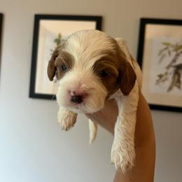 Ghost - Blenheim male Cavapoo puppy in Bloomfield, New York from Campbell Cavapoos