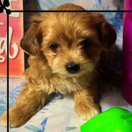 Yorkipoos and Yorkshire Terriers from Louisiana Pets Yorkies and Yorkiepoos