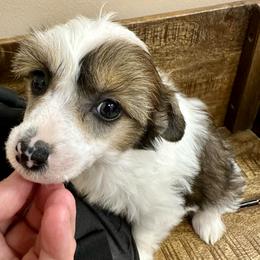 Girl 1 - Sable female Chinese Crested puppy in Rockvale, Tennessee from Cosmic Chinese Cresteds & Wind-Echo Poodles
