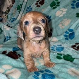 AKC Flower - Dapple female Dachshund puppy in Knoxville, Tennessee from Thea's Puppies
