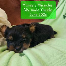 Gnarly - Black and gold male Yorkshire Terrier puppy in Dallas, North Carolina from Mandy's Miracles