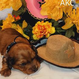 Dachshund Puppies from CLARK'S BREEDING PROGRAM