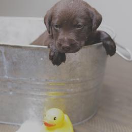 Labrador Retriever Puppies from AGL Retrievers