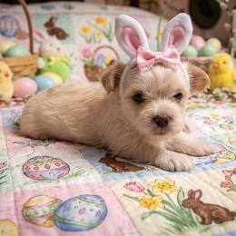 Roxy - Gold female Morkie puppy in Fall River, Massachusetts from Exquisite Babydoll Morkies and Yorkies