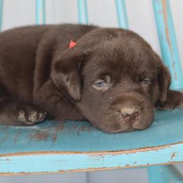 Ivy - Chocolate female Labrador Retriever puppy in Camden, Indiana from Camden's Caring Canines
