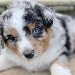 Miniature Australian Shepherds from Meek's Aussies