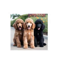 Poodle Puppies from Seaview Standard Poodles