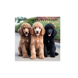 Poodle Puppies from Seaview Standard Poodles