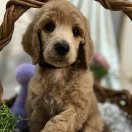 Poodle puppies from SCK Poodles div of Riven Rock Kennel