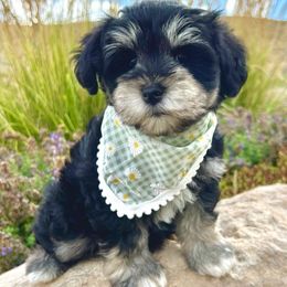Lumi - Miniature Schnauzer puppy from Schnauzers on Robinson Lane