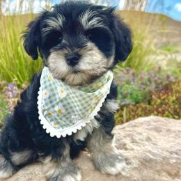 Lumi - Miniature Schnauzer puppy from Schnauzers on Robinson Lane