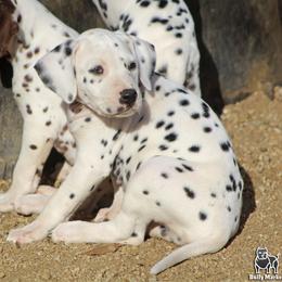 Female 1 - White and black female Dalmatian puppy in Lake Mathews, California from Bully Market