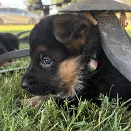 Sam and Twink girl 6 - Black and red female German Shepherd puppy in Galt, California from At Redwood Runs