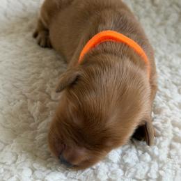Girl 6 - Dark golden female Golden Retriever puppy in La Verne, California from 4LoveofGoldens