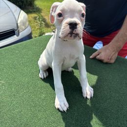 Black - Brindle female Boxer puppy in Newark, Ohio from S & B Boxers