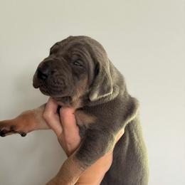 Blue Tan Point (2) - Blue female Great Dane puppy in Kimball, Michigan from Starlight Danes