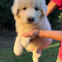 Albania - light blue collar girl - White female Maremma Sheepdog puppy in Kalamazoo, Michigan from Wild at Farm