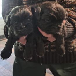 Ebony - Black female Shih Tzu puppy in Green Valley Lake, California from All American Shih Tzu Puppies