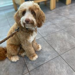 Goldendoodle and Poodle Puppies from French Creek Doodles