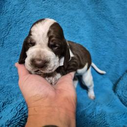 Bracco Italiano and Chihuahua Puppies from Snow Peak Kennel