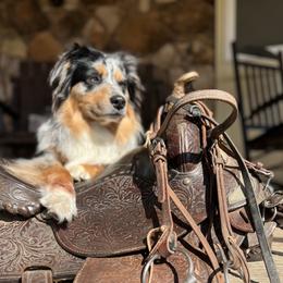 Jake - Miniature Australian Shepherd