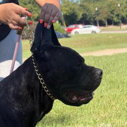 Nitara - Cane Corso