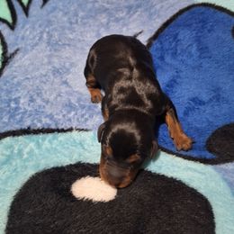 Aria - Black and rust female Miniature Pinscher puppy in Grove, Oklahoma from K&J's Min Pins Of Grand Lake