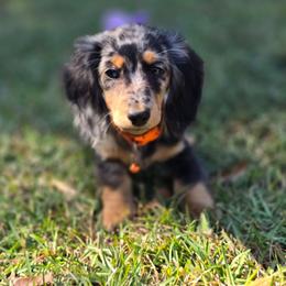 Daisy Mae PET ONLY 4,000 - Dapple female Dachshund puppy in Centerville, Georgia from Mel's LowRider Ranch