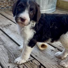 Yellow collar - Brown and white female Bernedoodle puppy in Marlow, Oklahoma from Crider’s Critters