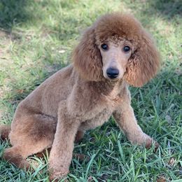 Zoey  - Poodle