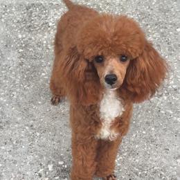 Achilles - Poodle