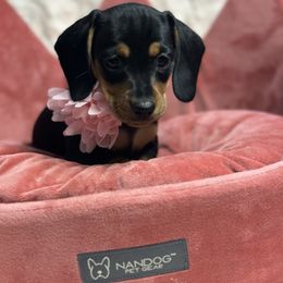 Pink - Black and tan female Dachshund puppy in Hensley, Arkansas from Fink Dachshund Farm - Central Arkansas