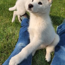 Siberian Husky Puppies from Light Foot Kennel