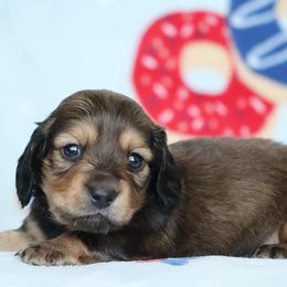 Sausage - Sable male Dachshund puppy in Cottage Grove, Oregon from Hidden Hills Dalmatians