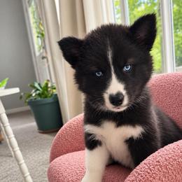 Mira - Black and white female Siberian Husky puppy in Oakwood, Ohio from Moonlight Siberian Huskies