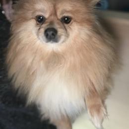 Stella - Pomeranian