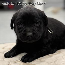 Andy - Black male Labrador Retriever puppy in Owosso, Michigan from Bennington Retrievers