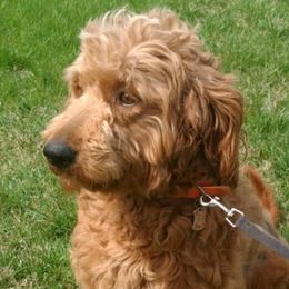 Peach - Goldendoodle