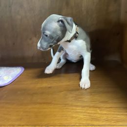 Jerry - White and blue male Italian Greyhound puppy in Lancaster, Missouri from White Stone Ranch