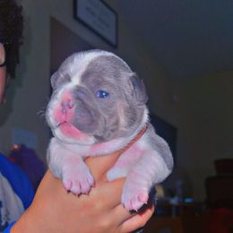 French Bulldog Puppies from Frenchie Wednesdays