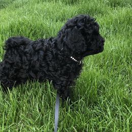 Australian Labradoodle Puppies from Tiny Treasures Australian Labradoodles