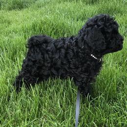 Australian Labradoodle Puppies from Tiny Treasures Australian Labradoodles