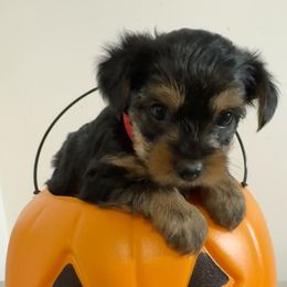 Girl-Red Collar - Black and gold female Yorkshire Terrier puppy in Enoree, South Carolina from Gone to the Dogs Kennel