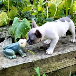 Rigby - Blue fawn male French Bulldog puppy in Montrose, Michigan from C.Lee Family Frenchies
