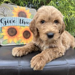 Harley - Red Labradoodle puppy in English, Indiana from Doodle Darlings