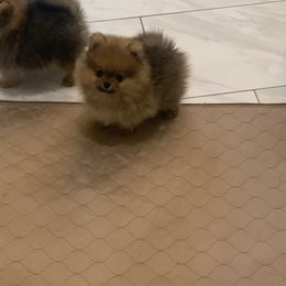 Pomeranian Puppies from Halo Poms