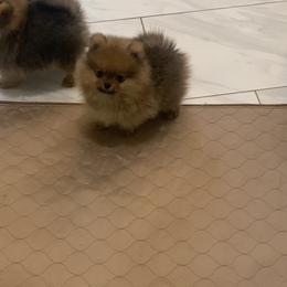 Pomeranian Puppies from Halo Poms