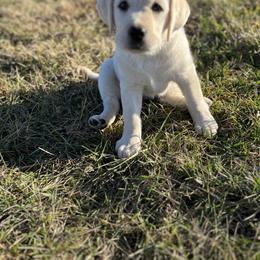 Labrador Retriever Puppies from Agape Acres Homestead English Labrador Retrievers