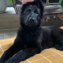 French Bulldogs and German Shepherds from K94ULLC