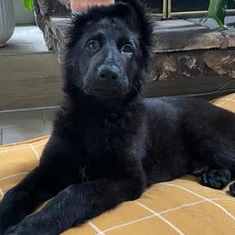 French Bulldogs and German Shepherds from K94ULLC